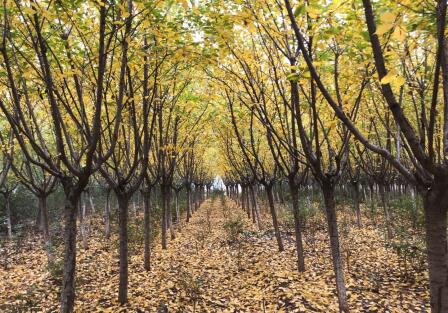 陜西綠宇園林公司“摸家底”  全面開展資產(chǎn)盤點清查工作