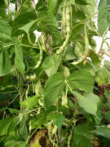 陜煤建設韓城分公司土建十項目部瓜果蔬菜大豐收