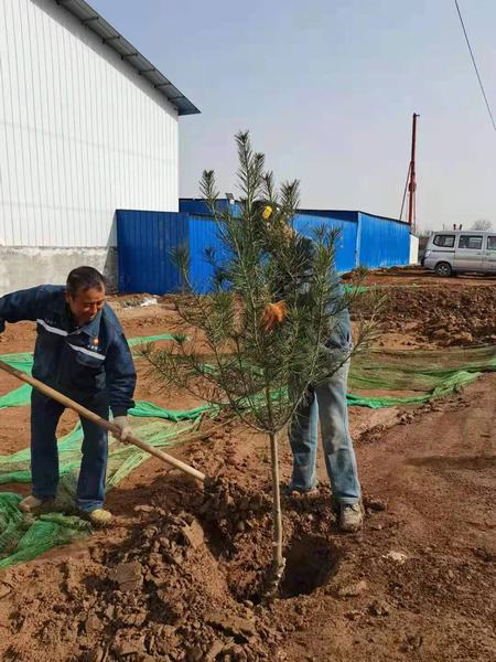 陜煤建設礦建二公司組織開展植樹節活動