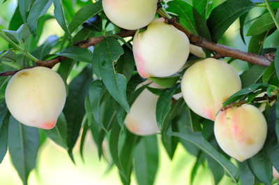 我的家鄉靖遠三灘