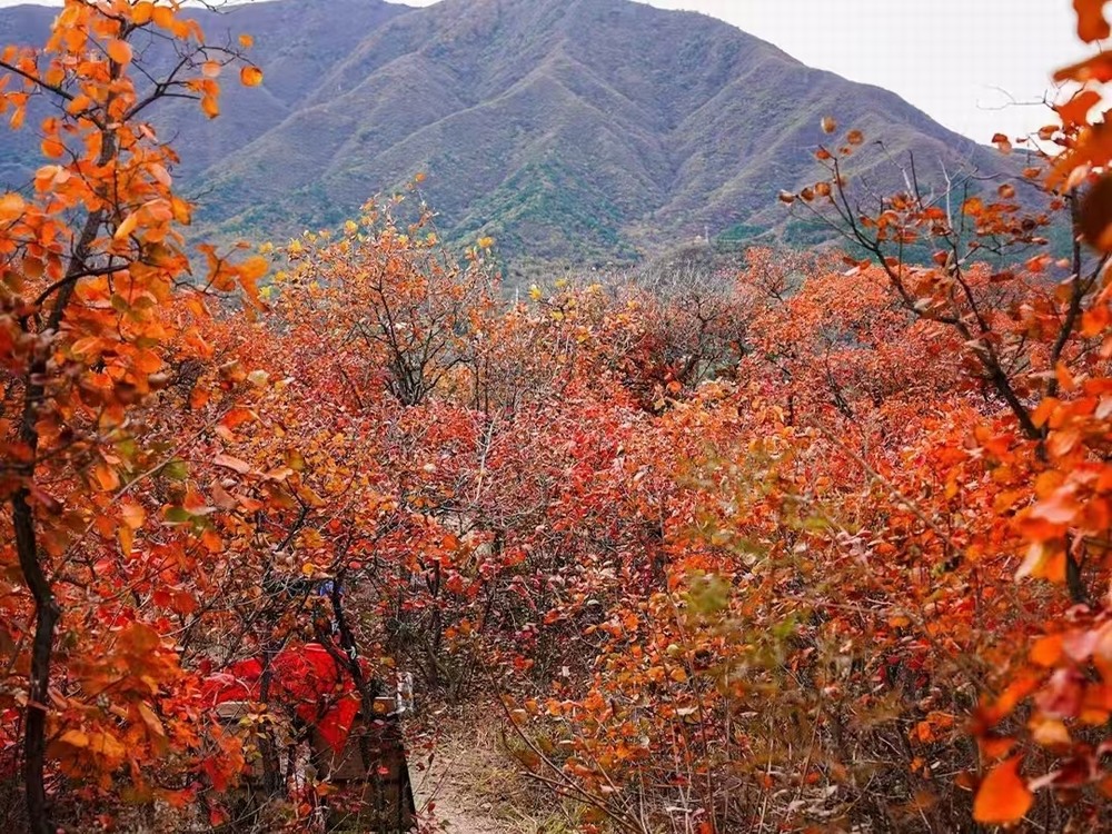 紅葉燃情，歷史鑄魂