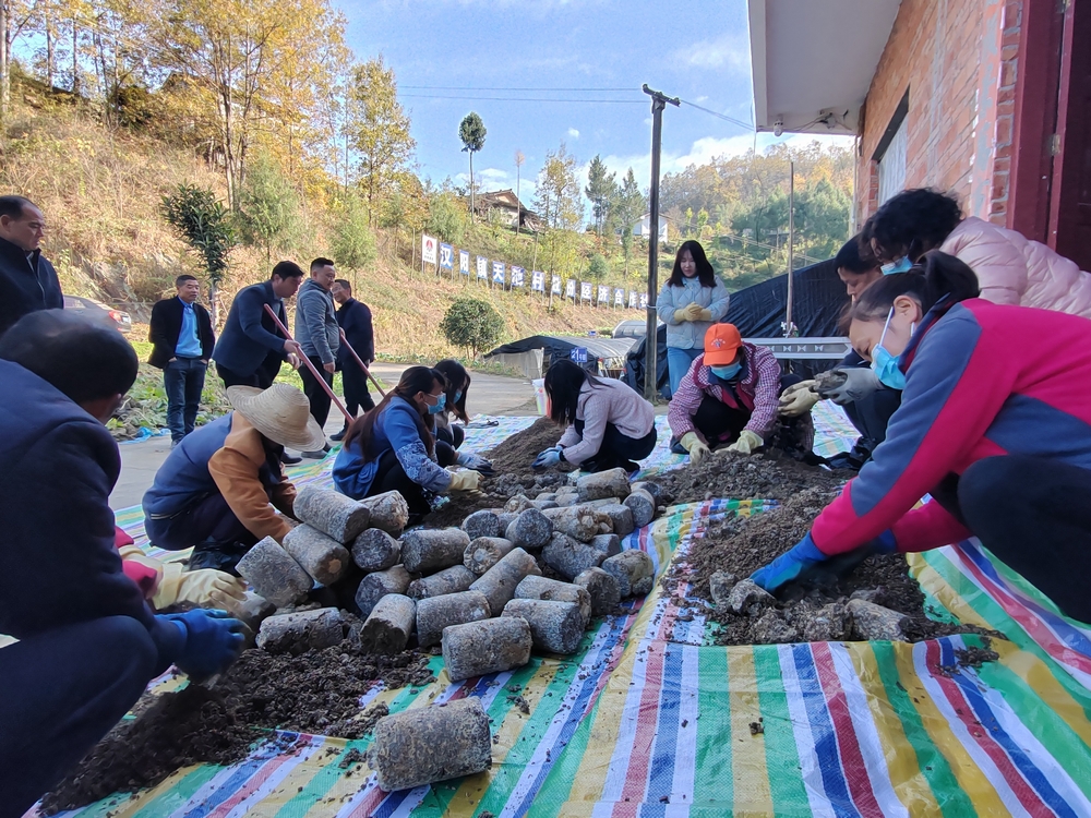 陜煤建設定點幫扶村：羊肚菌產業(yè)開啟致富新引擎