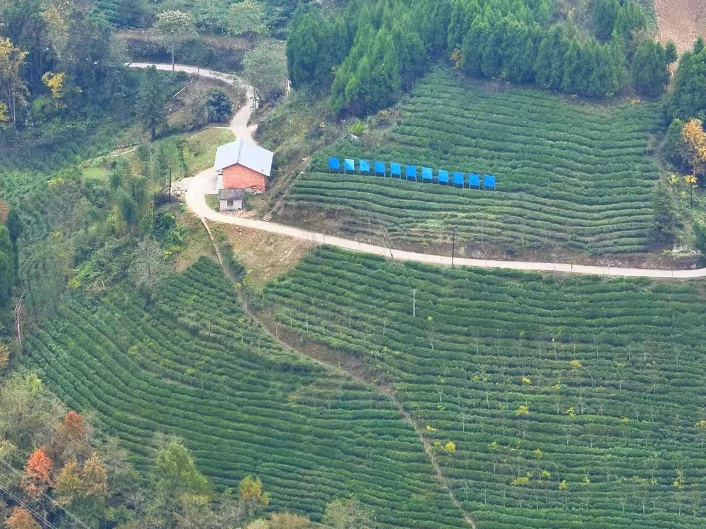 陜煤建設定點幫扶村：春茶采摘忙  產業興旺正當時